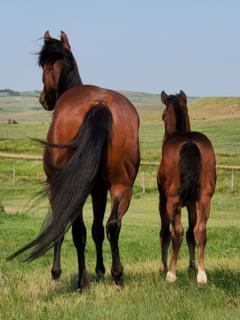 With 2021 Foal